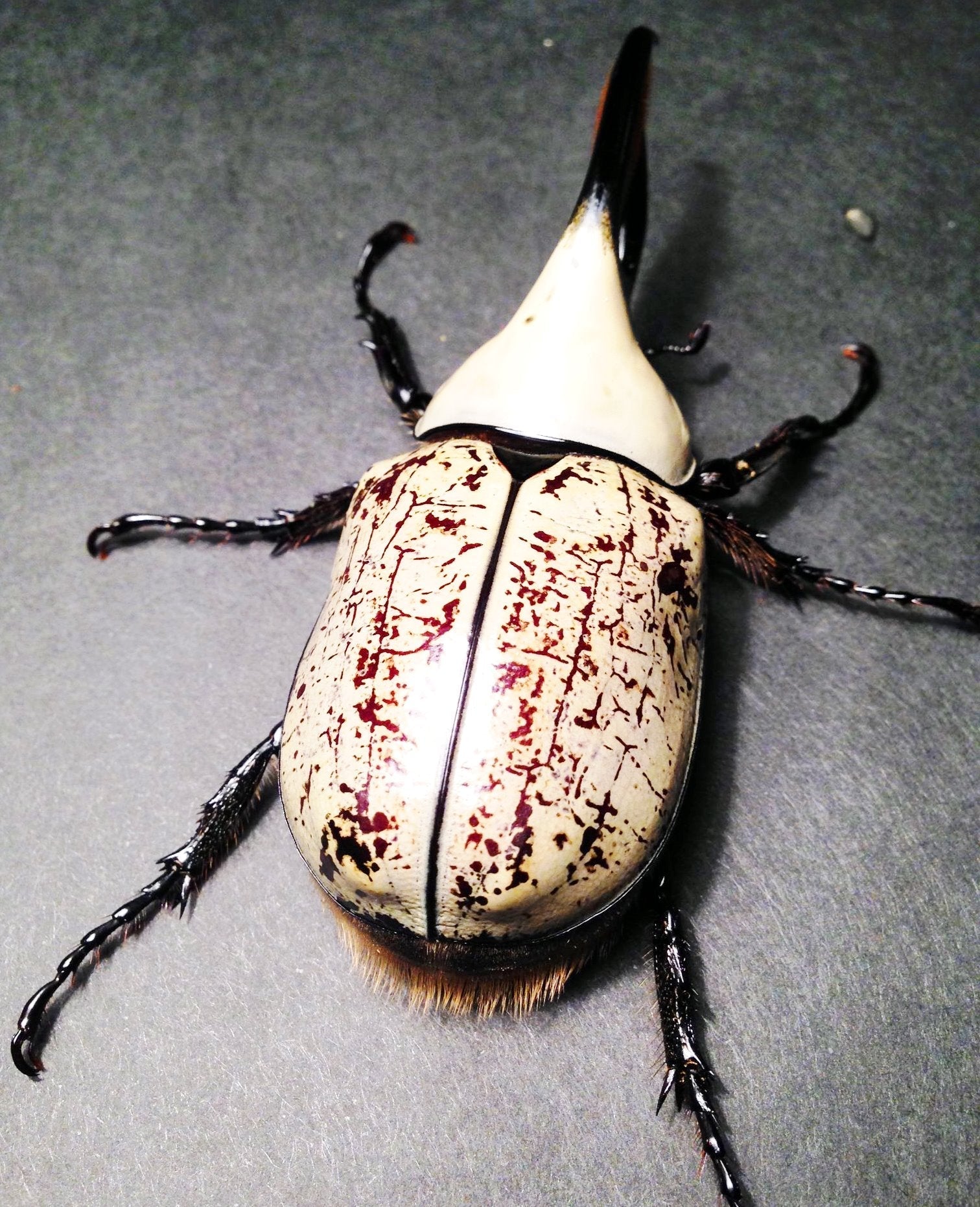 ⨂ Larvae - White Hercules Rhino Beetle, (Dynastes grantii) - Richard’s Inverts