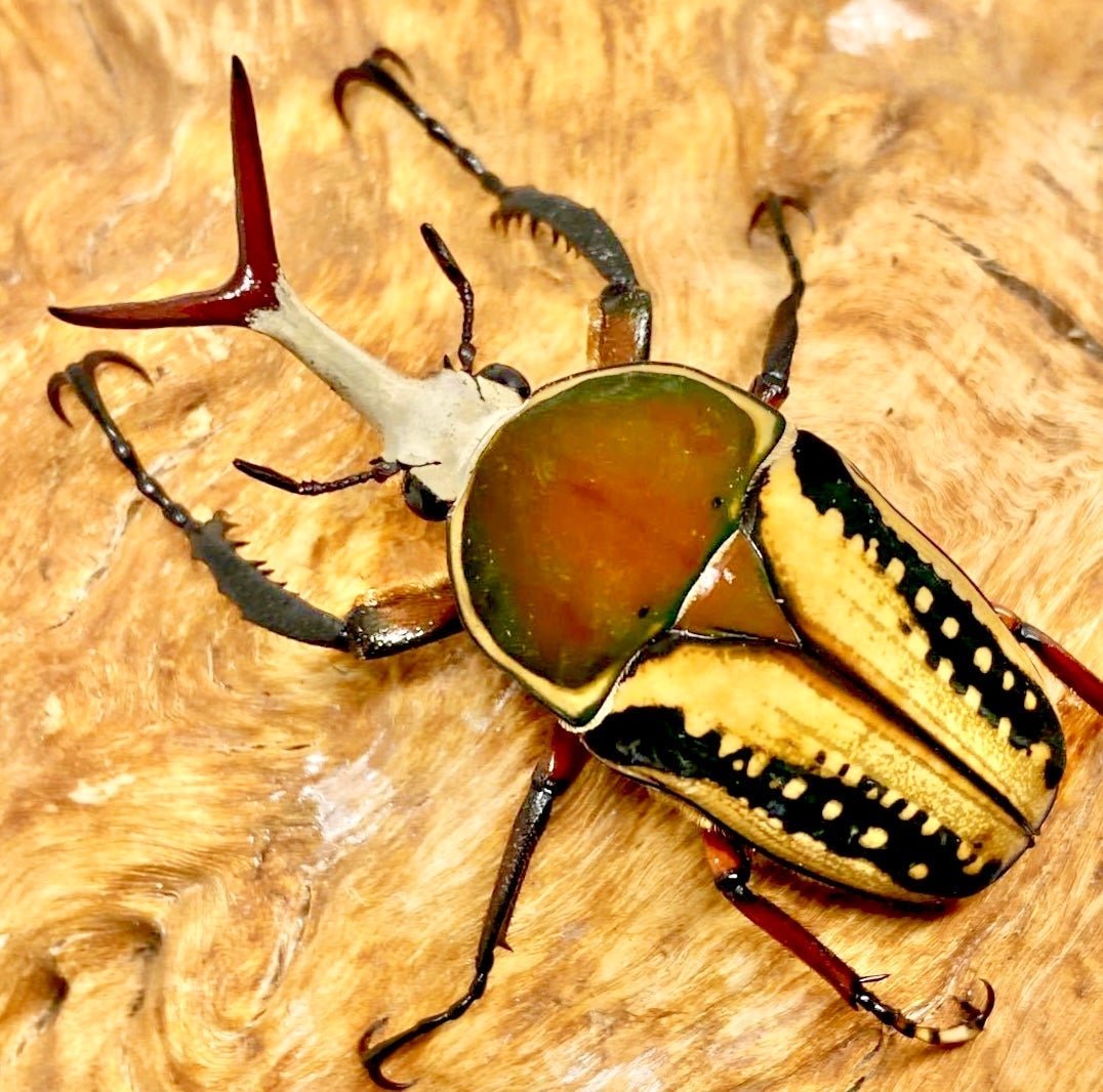 Larvae - "Yellow" Snake Tongue Flower Beetle, (Mecynorrhina haroldi) - Richard’s Inverts