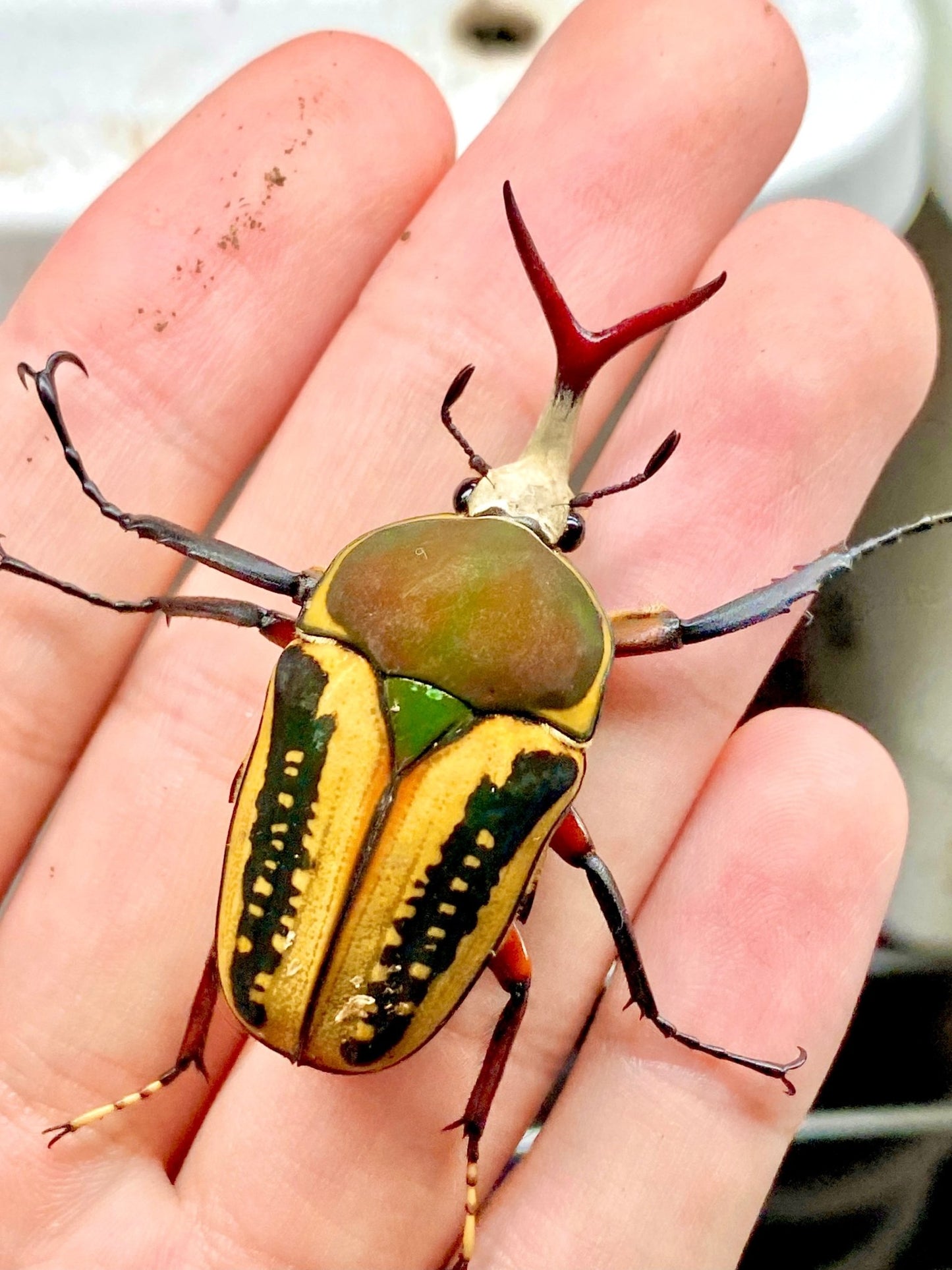 Larvae - "Yellow" Snake Tongue Flower Beetle, (Mecynorrhina haroldi) - Richard’s Inverts