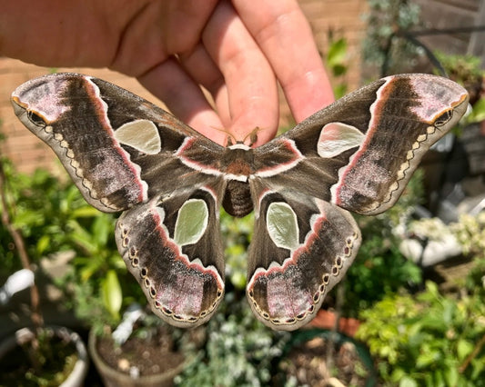 ⨂ Lebeau Silk Moth, (Rothschildia lebeau) - Richard’s Inverts