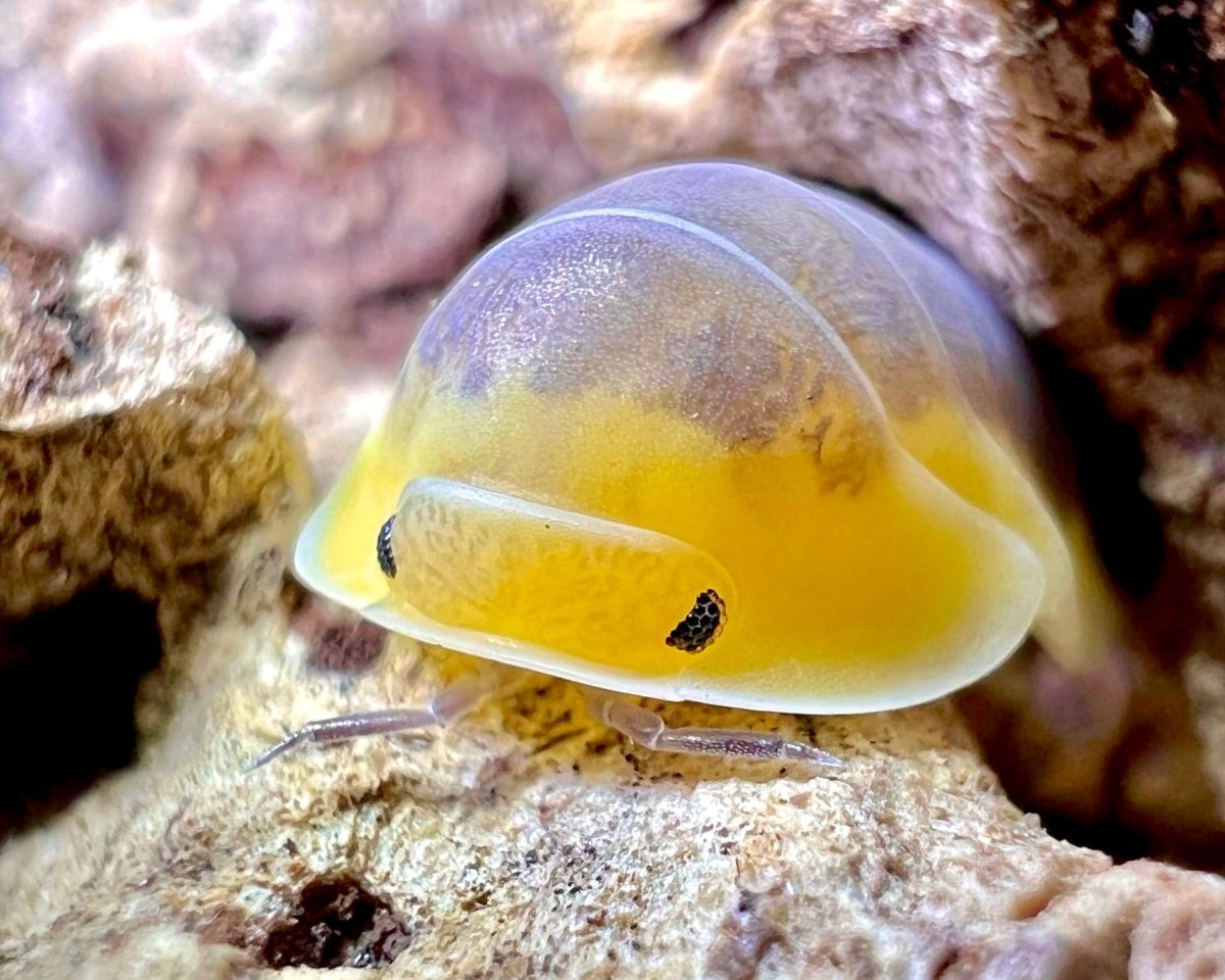 ⨂ Lemon Blue Isopod, (Cubaris sp. "Lemon Blue") - Richard’s Inverts