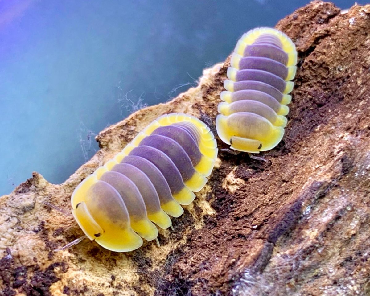 ⨂ Lemon Blue Isopod, (Cubaris sp. "Lemon Blue") - Richard’s Inverts