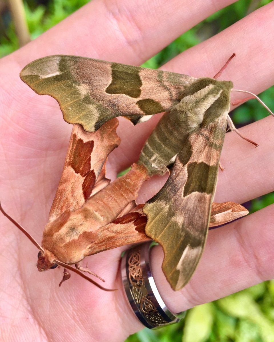 Lime Hawk Moth, (Mimas tiliae) - Richard’s Inverts