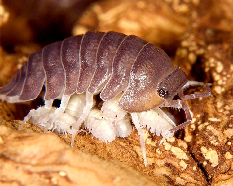 Little Sea Isopod, (Cubaris murina) - Richard’s Inverts