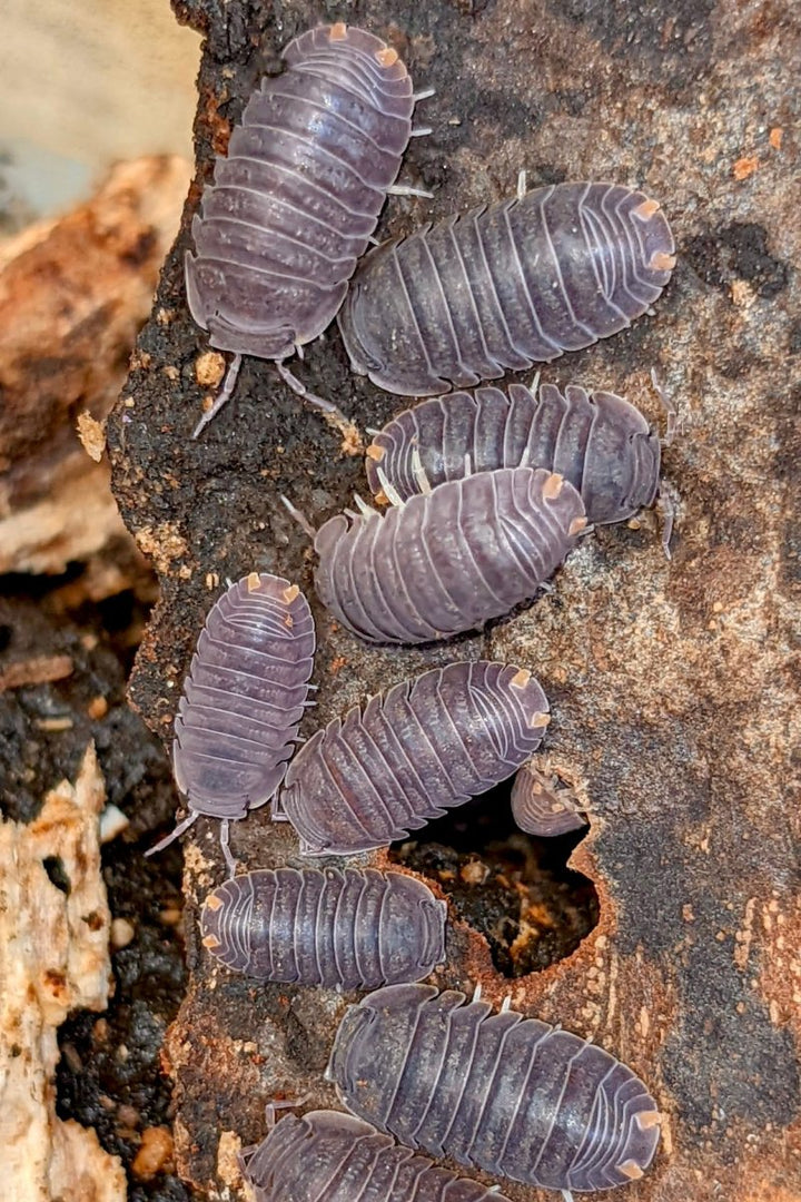 Isopods for sale – Richard's Inverts translation missing: en.general ...