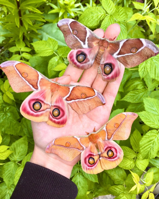 Madagascan Bullseye Moth, (Antherina suraka) - Richard’s Inverts