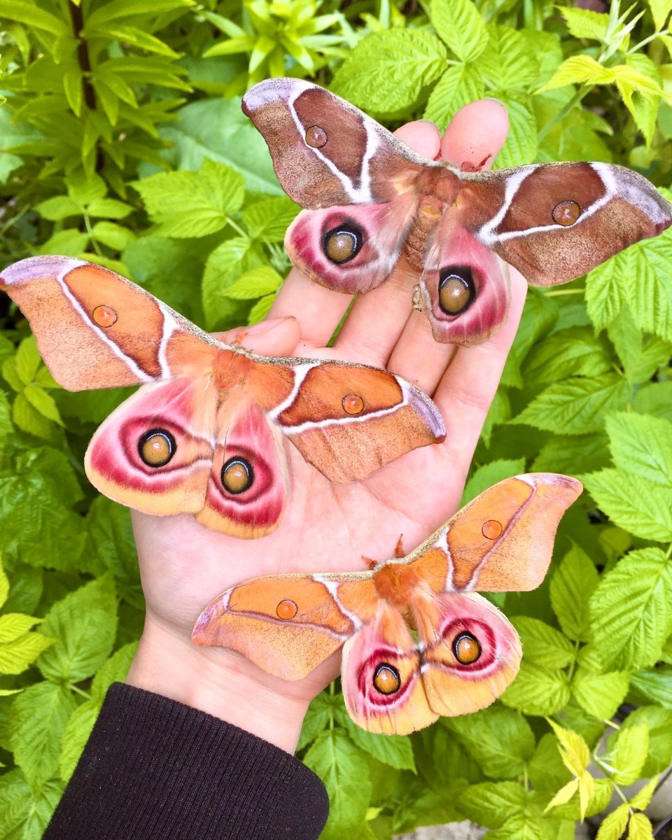 Madagascan Bullseye Moth, (Antherina suraka) - Richard’s Inverts