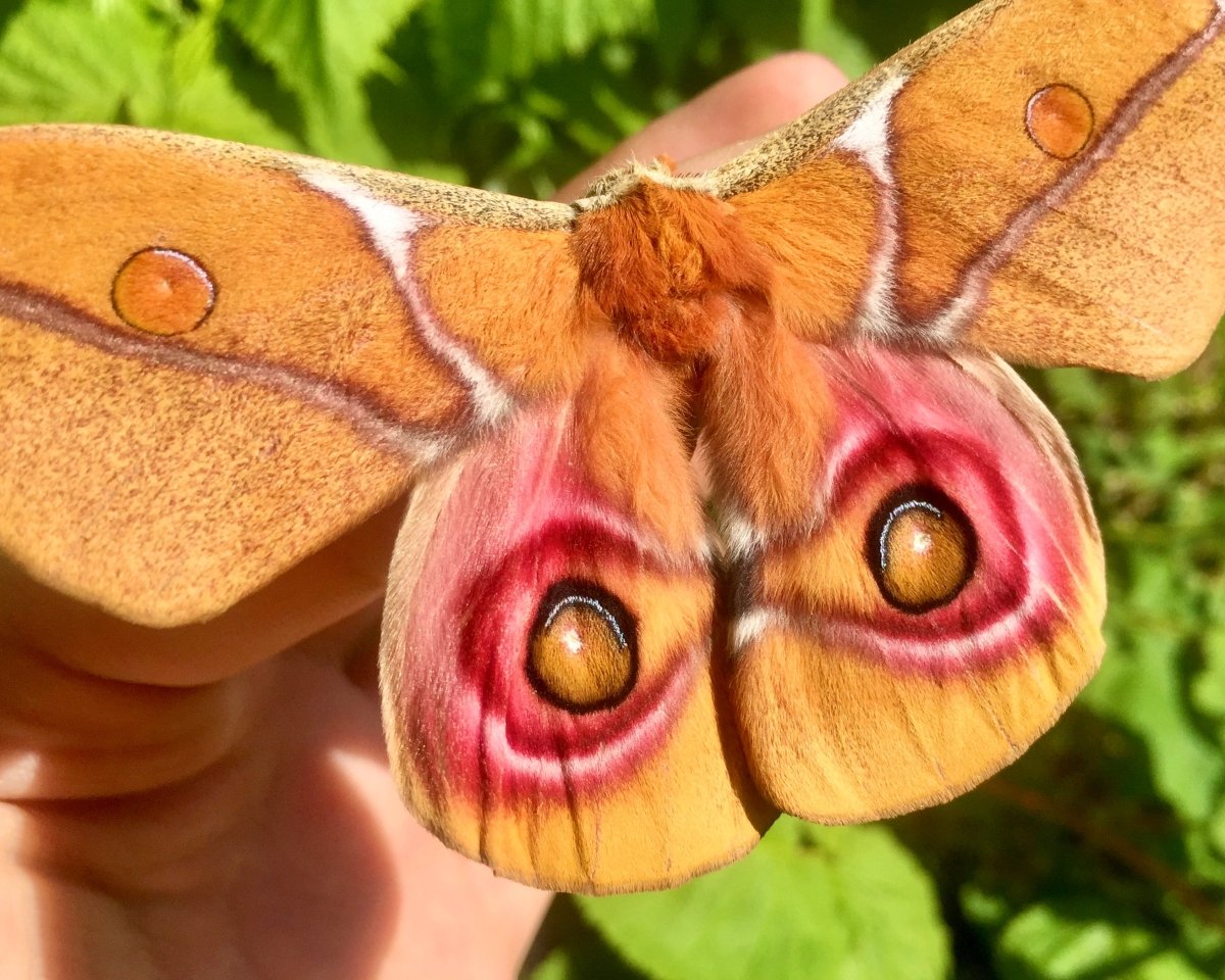 Madagascan Bullseye Moth, (Antherina suraka) - Richard’s Inverts
