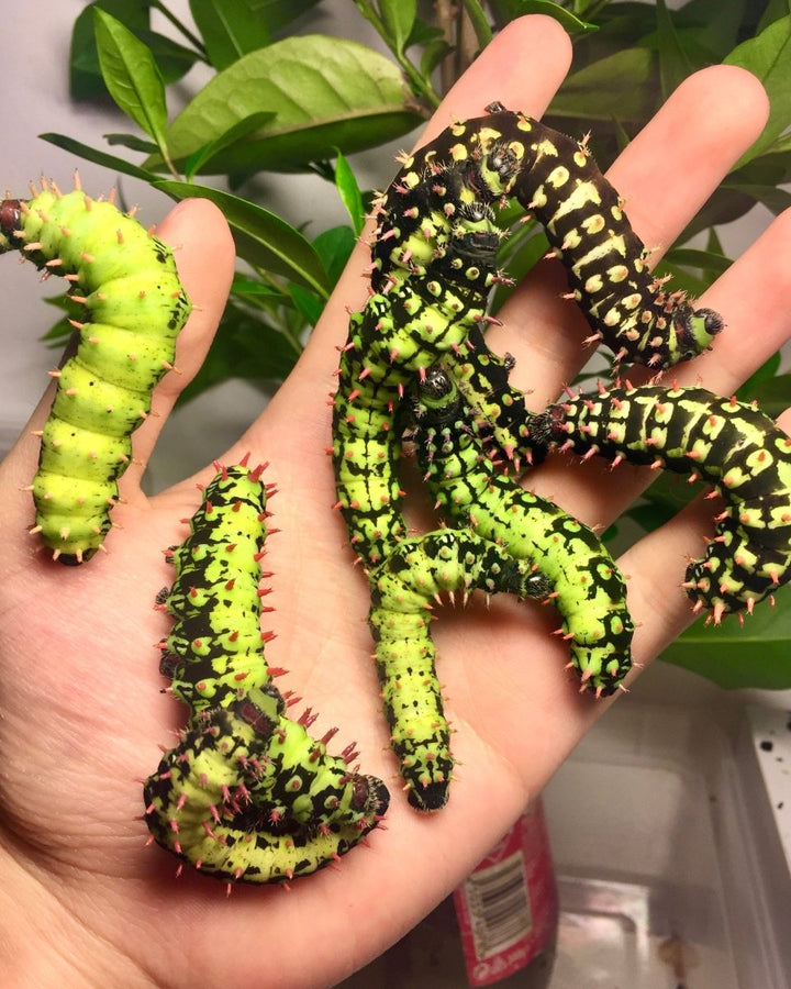 Butterflies & Moths For Sale UK | Richard's Inverts