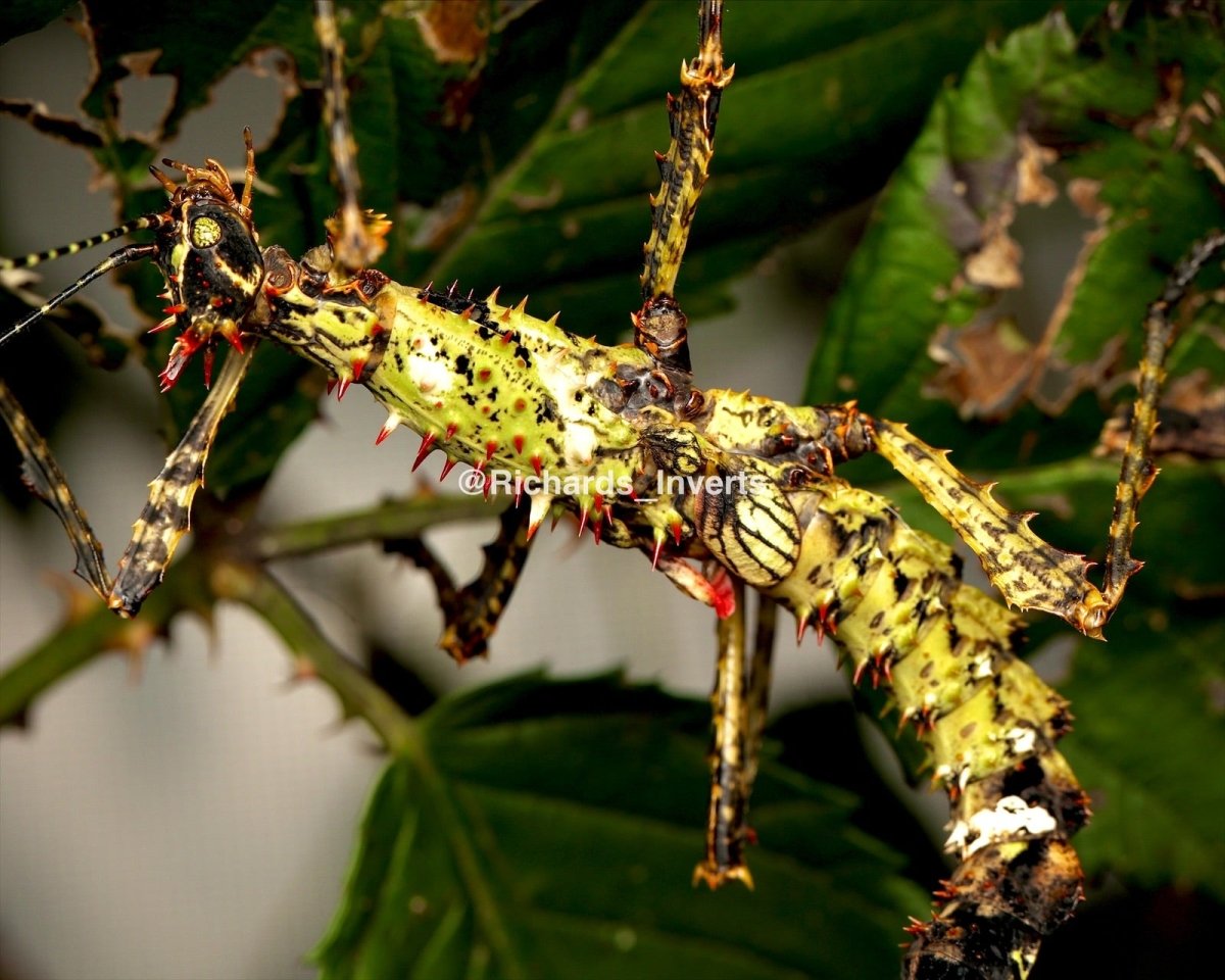 Stick Insect Devil Madagascan Devil Stick Insects for sale UK - Richard's Inverts