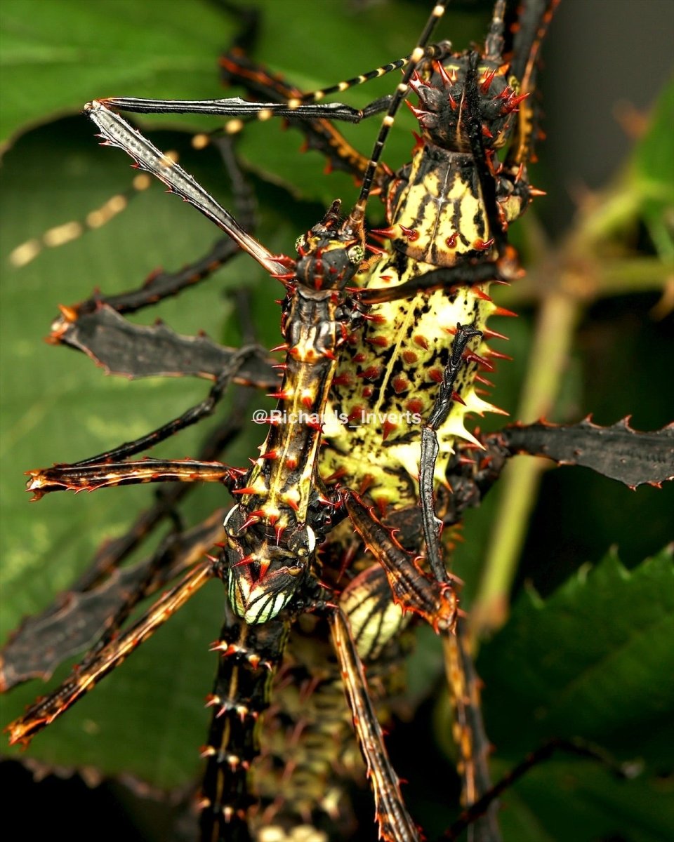 Stick Insect Devil Madagascan Devil Stick Insects For Sale | Richard's Inverts