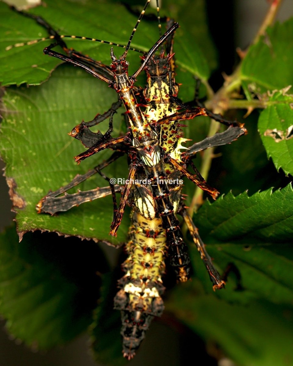 Madagascan Devil Stick Insect, (Parectatosoma sp. "Moramanga") - Richard’s Inverts