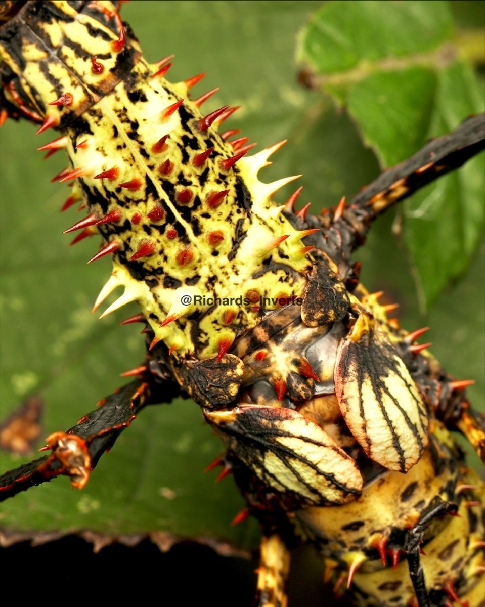Dectikos Insect Madagascan Devil Stick Insects For Sale | Richard's Inverts
