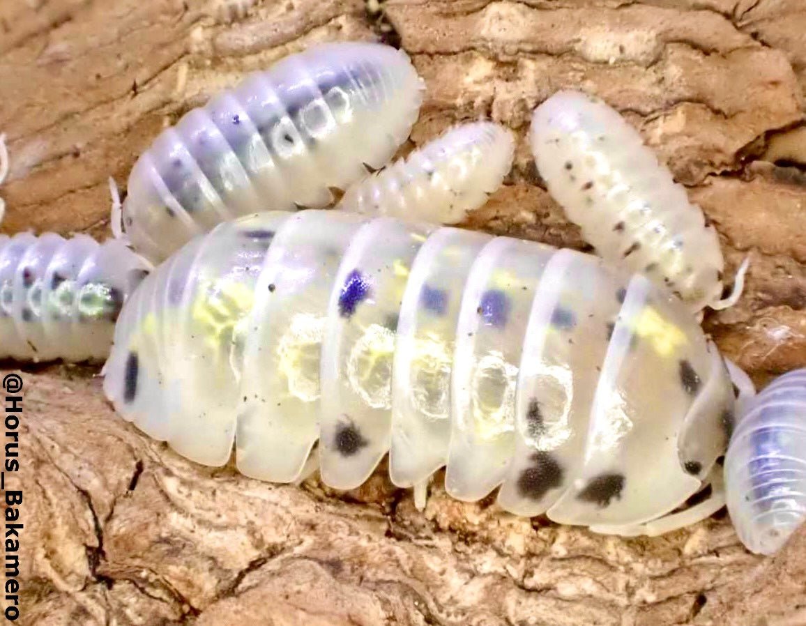 Magic Potion Isopods, (Armadillidium vulgare) - Richard’s Inverts