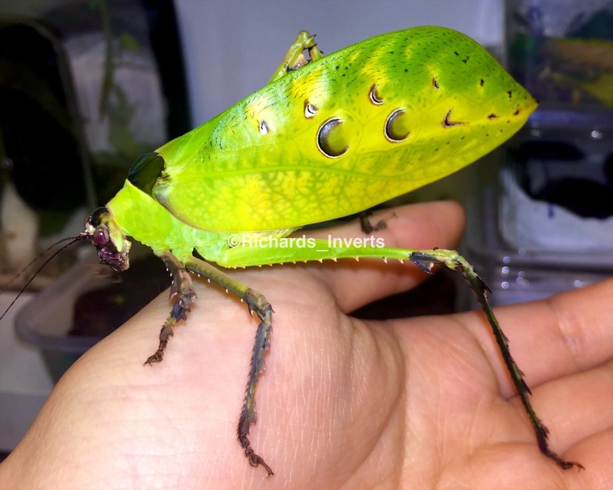 Malaysian Leaf Katydid, (Ancylecha fenestrata) - Richard’s Inverts