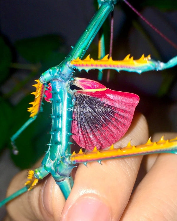 Achrioptera manga 