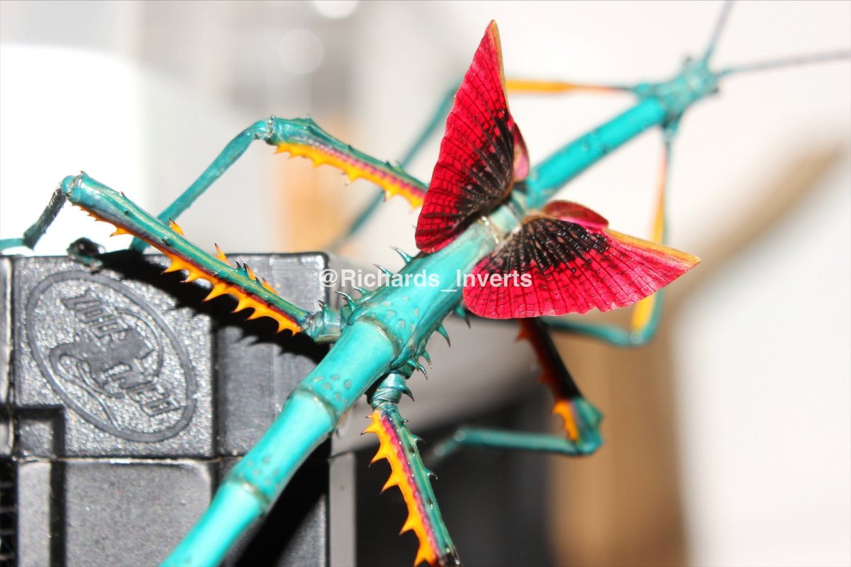 Metallic Stick Insect, (Achrioptera manga "Orangea") - Richard’s Inverts