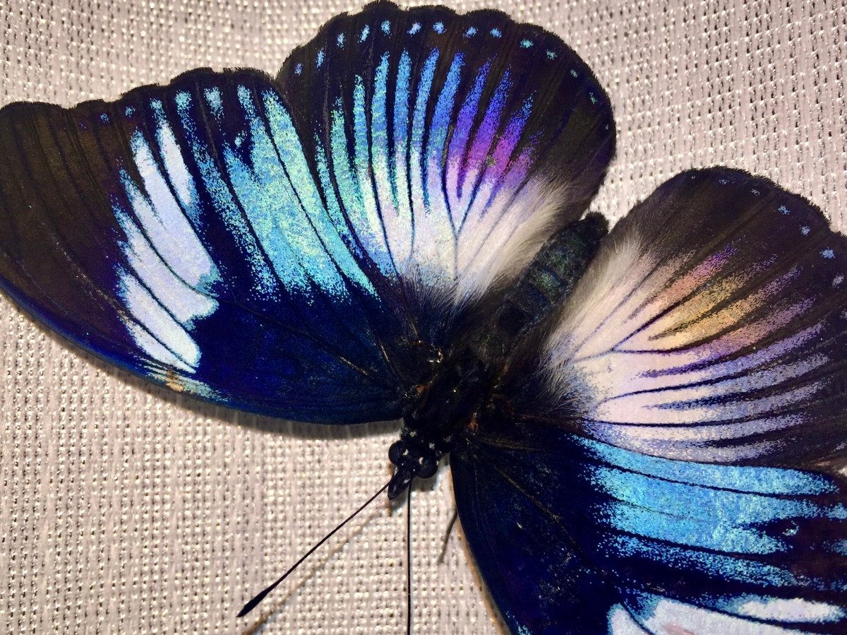 ⨂ Monteiro's Butterfly, (Hypolimnas monteironis) - Richard’s Inverts