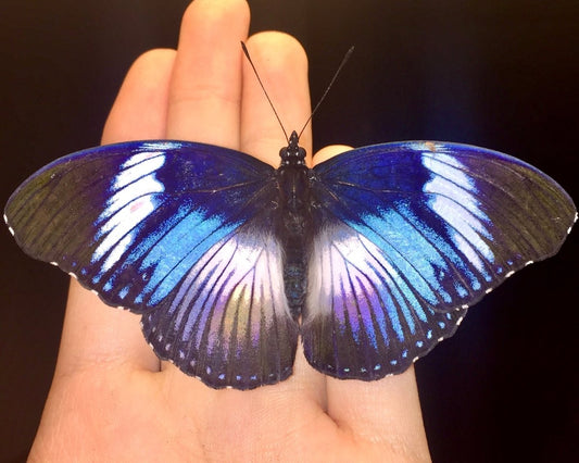 ⨂ Monteiro's Butterfly, (Hypolimnas monteironis) - Richard’s Inverts