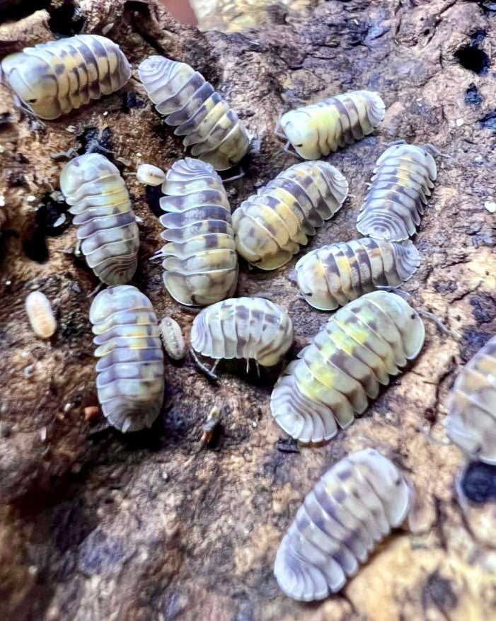 ⨂ Opal Isopod, (Cubaris sp. "Opal") - Richard’s Inverts