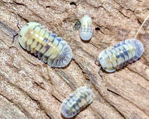 ⨂ Opal Isopod, (Cubaris sp. "Opal") - Richard’s Inverts