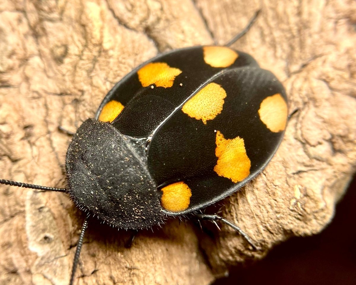 Orange Domino Roach, (Therea regularis) - Richard’s Inverts