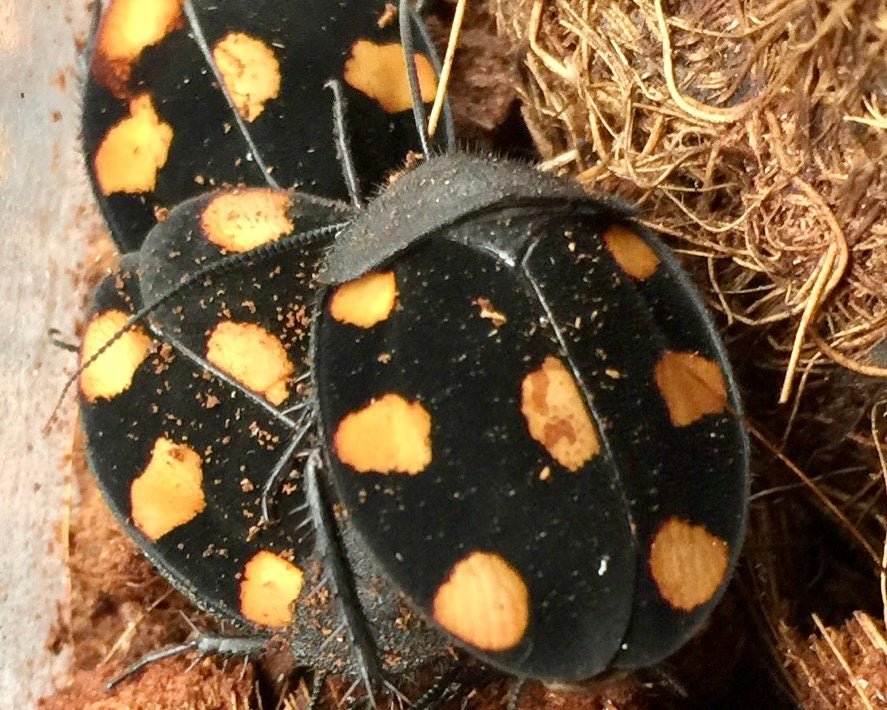 Orange Domino Roach, (Therea regularis) - Richard’s Inverts