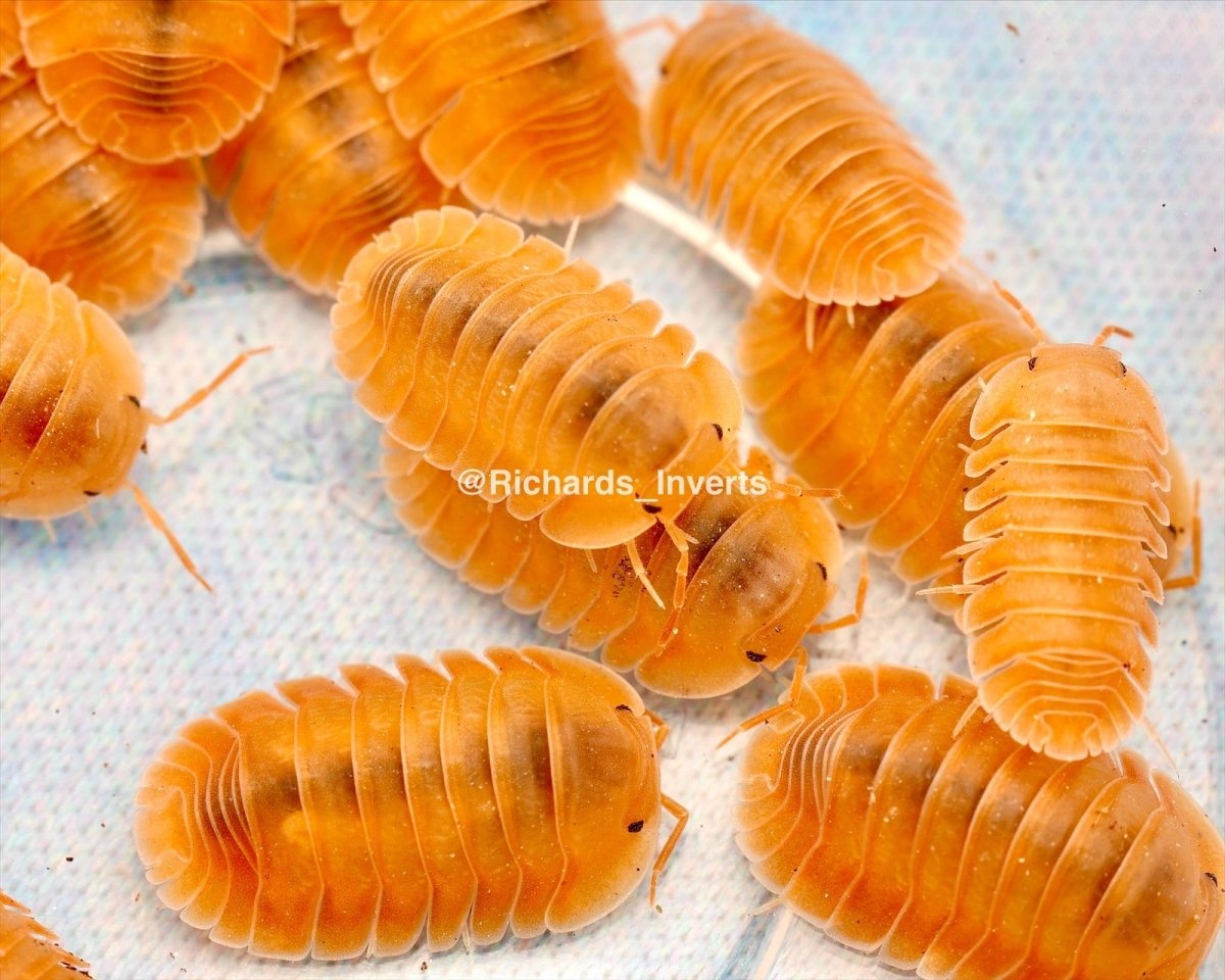 Orange Freezy Isopod, (Cubaris sp. "Orange Freezy") - Richard’s Inverts