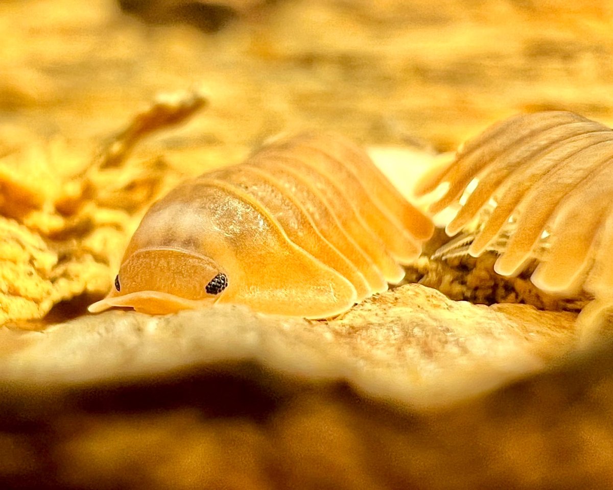Orange Freezy Isopod, (Cubaris sp. "Orange Freezy") - Richard’s Inverts