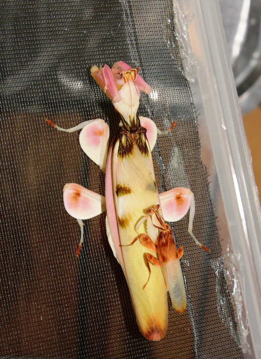Orchid Mantis, (Hymenopus coronatus) - Richard’s Inverts