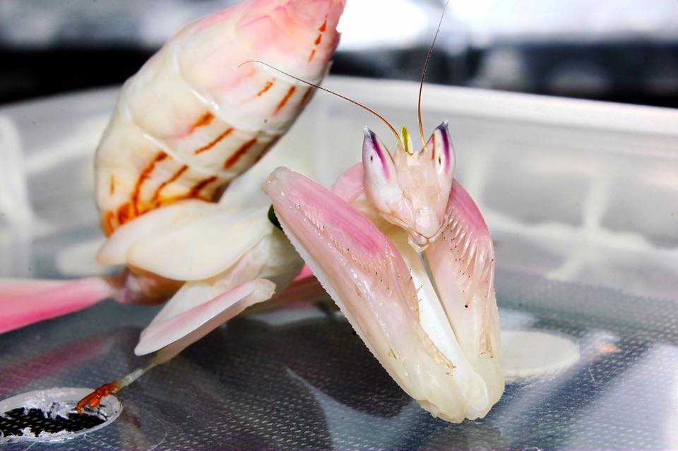 Praying Mantis For Sale UK | Richard's Inverts