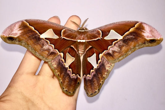 ⨂ Orizaba Silk Moth, (Rothschildia orizaba) - Richard’s Inverts