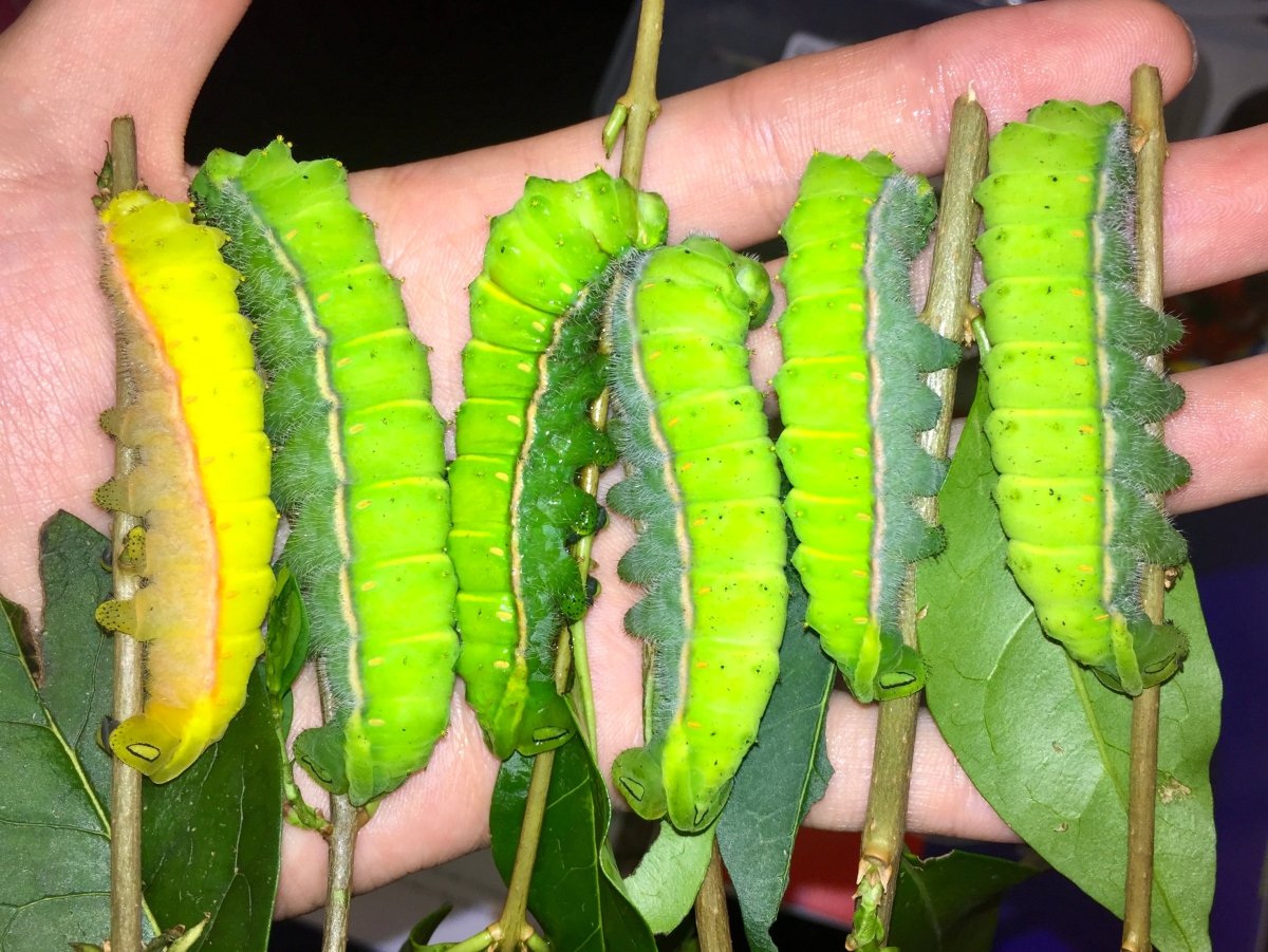 ⨂ Orizaba Silk Moth, (Rothschildia orizaba) - Richard’s Inverts