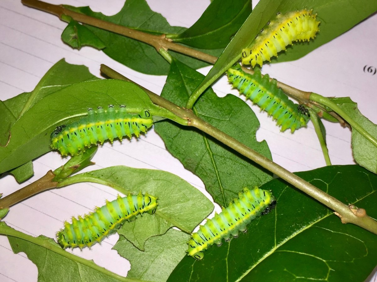 ⨂ Orizaba Silk Moth, (Rothschildia orizaba) - Richard’s Inverts