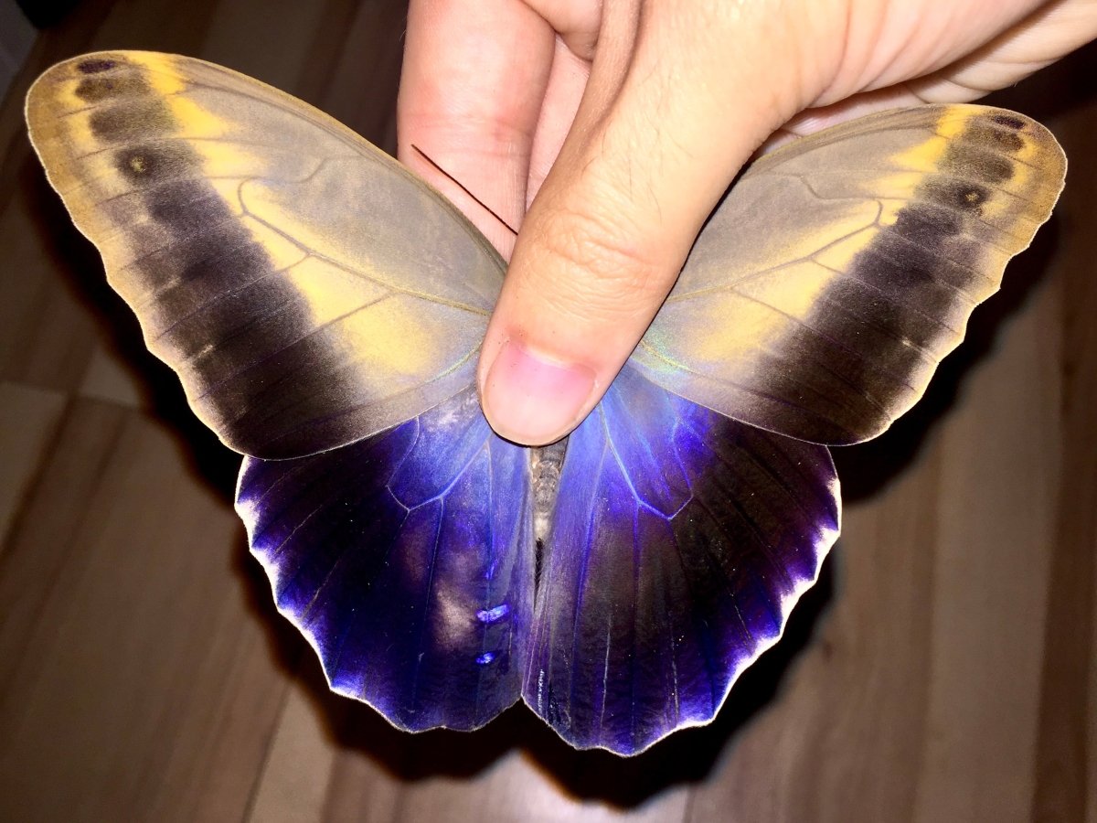 ⨂ Owl Butterfly, (Caligo memnon) - Richard’s Inverts