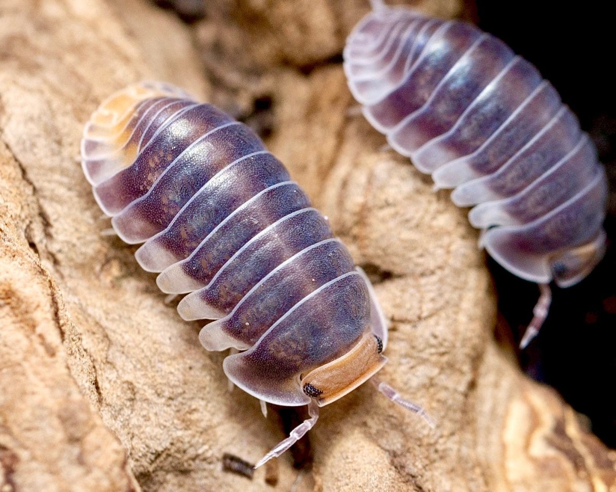 Pak Chong Isopod, (Cubaris sp. "Pak Chong") - Richard’s Inverts