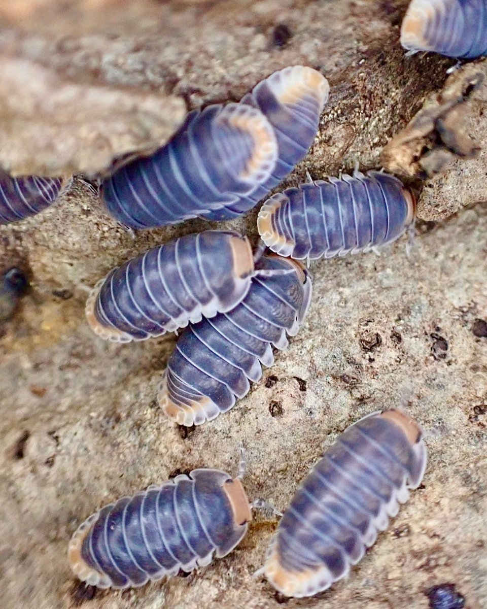 Pak Chong Isopod, (Cubaris sp. "Pak Chong") - Richard’s Inverts