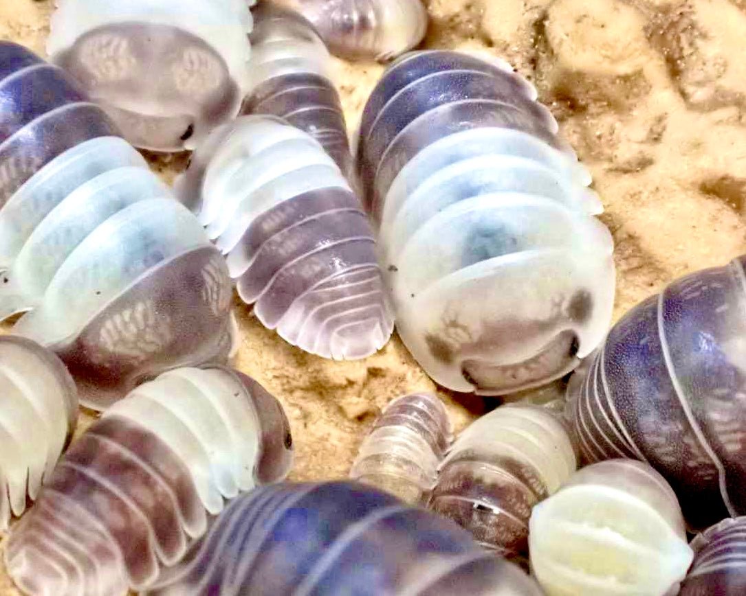 Panda King Isopod, (Cubaris sp. "Panda King") - Richard’s Inverts