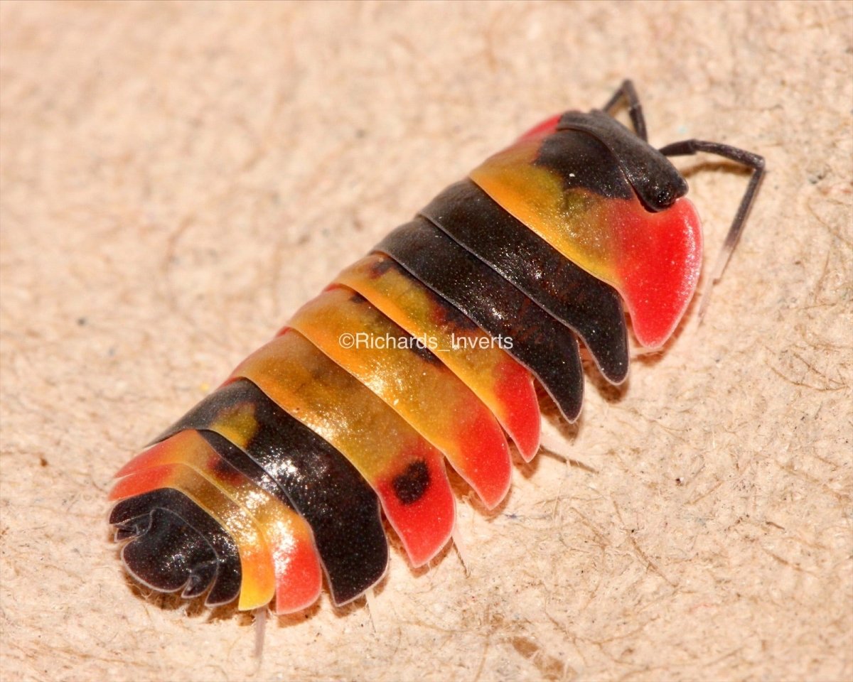 Phoenix Isopods, (Merulanella sp. "Phoenix") - Richard’s Inverts