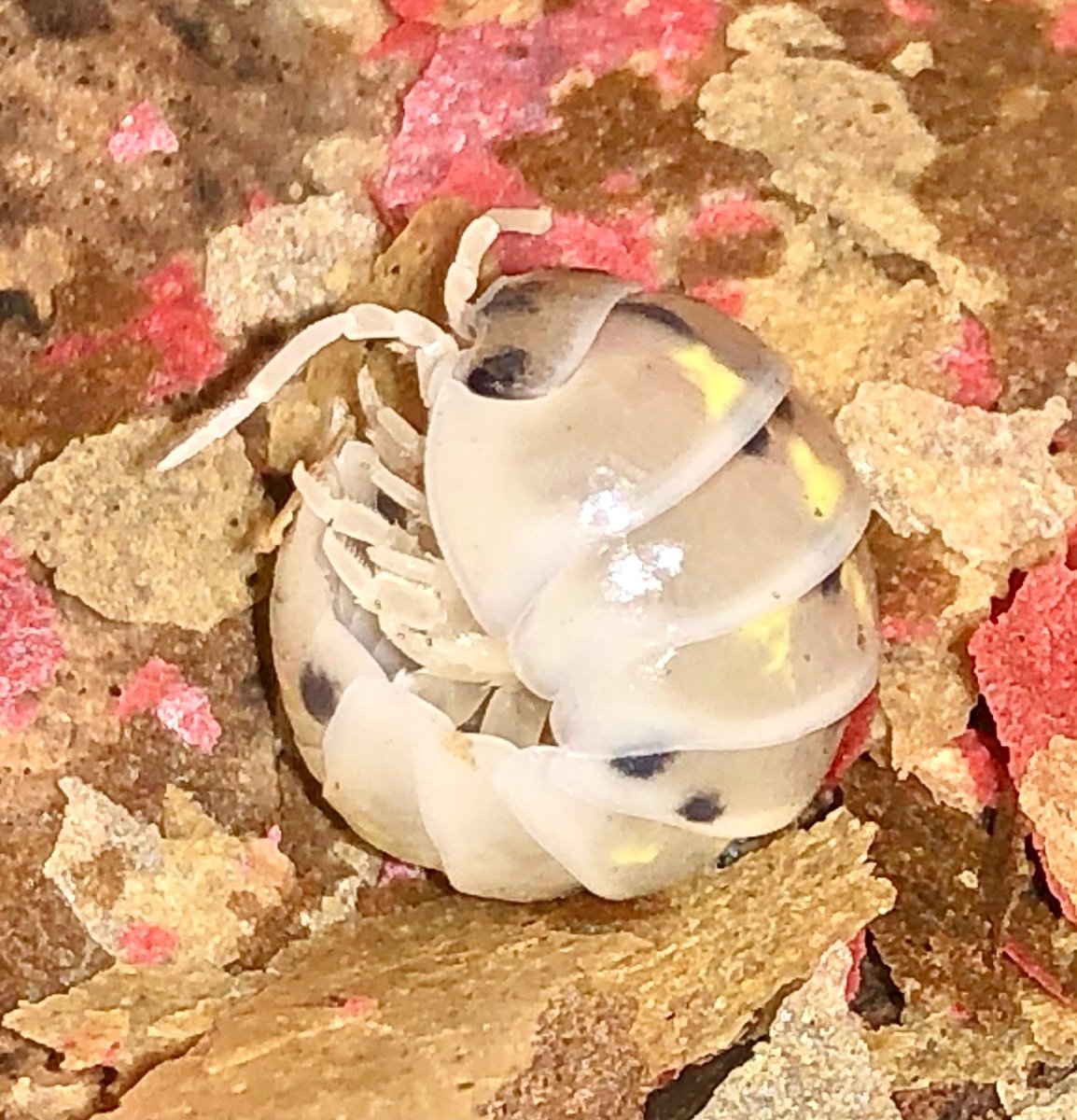 Pill Isopod "Magic Potion", (Armadillidium vulgare "Magic Potion") - Richard’s Inverts