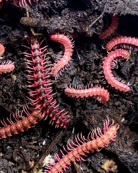Pink Dragon Millipede, (Desmoxytes planata) - Richard’s Inverts