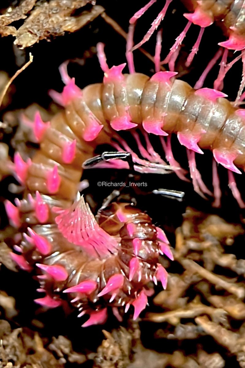 Pink Dragon Millipede, (Desmoxytes planata) - Richard’s Inverts