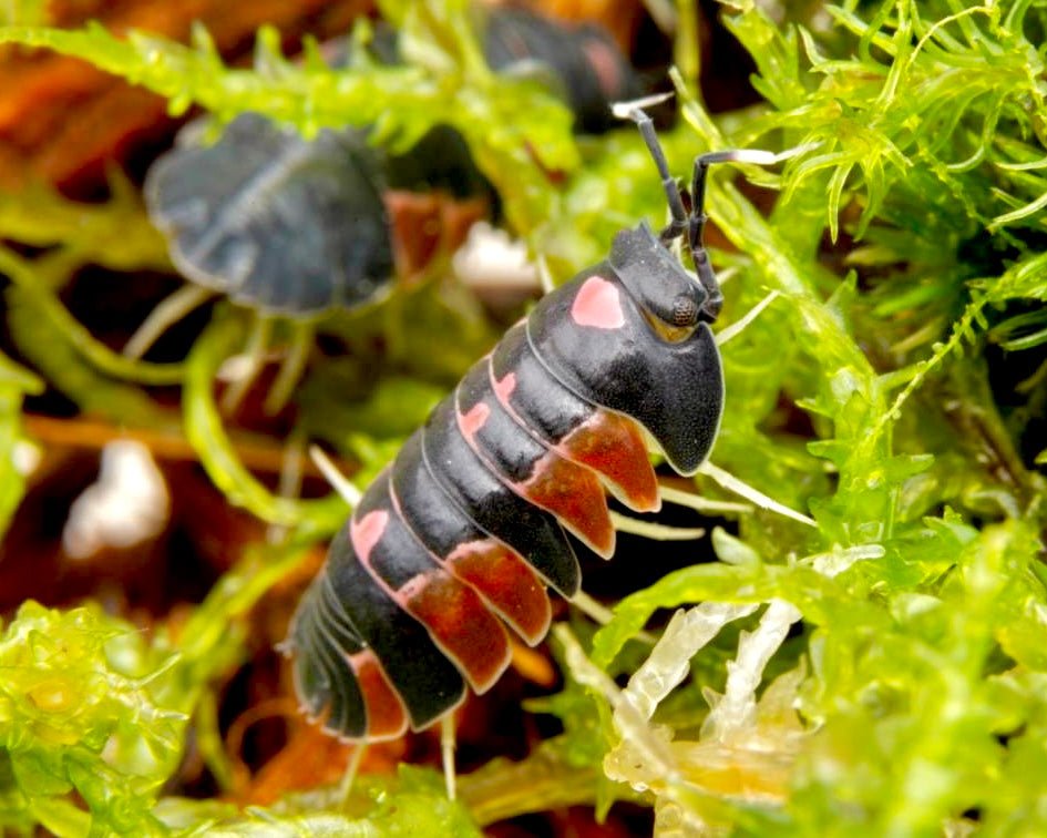 Pink Lambo Isopod, (Merulanella sp. "Pink Lambo") - Richard’s Inverts