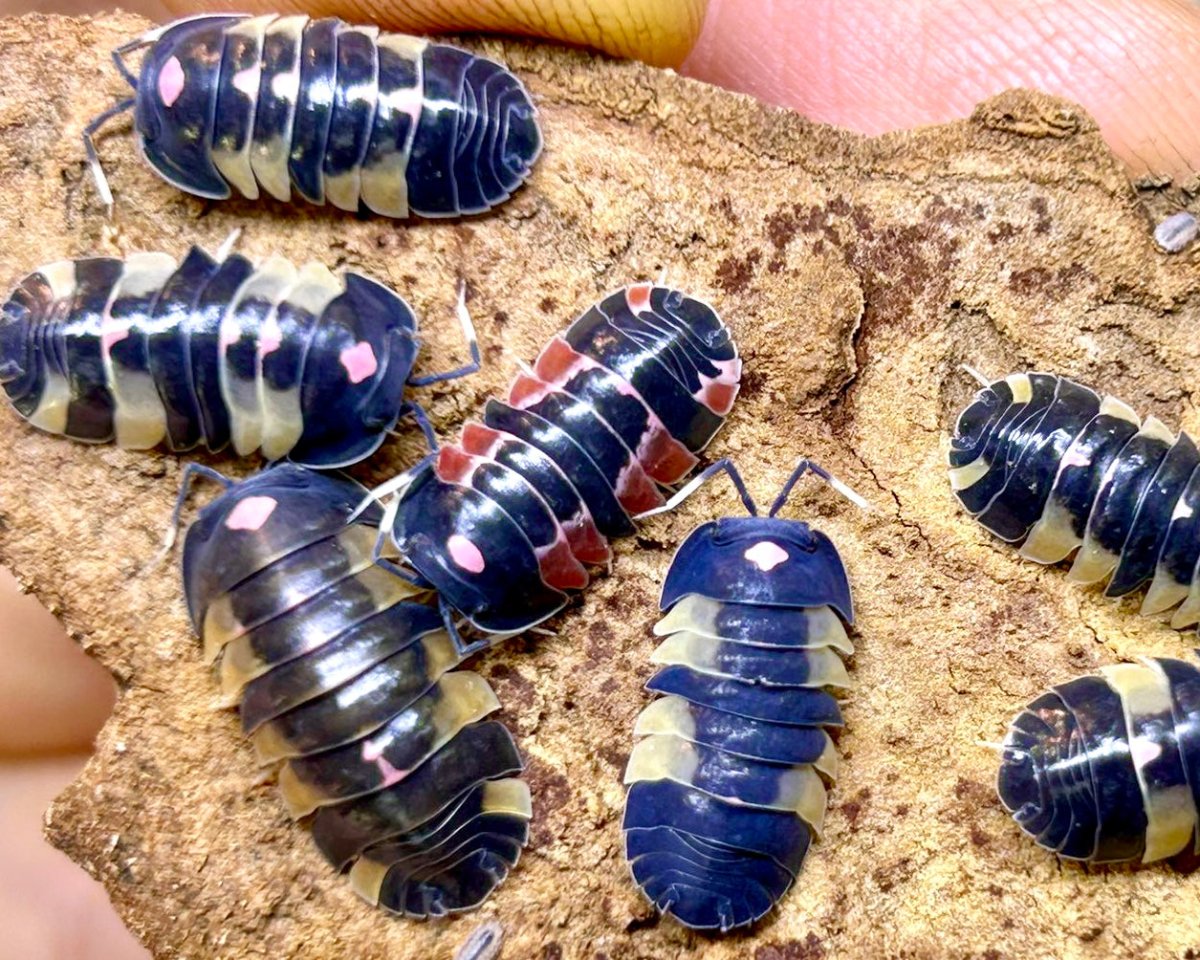 ⨂ Pink Lambo Isopod, (Merulanella sp. "Pink Lambo") - Richard’s Inverts