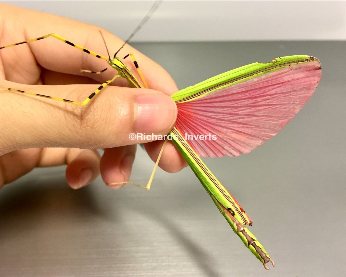 ⨂ Pink Winged Stick Insect, (Anarchodes annulipes) - Richard’s Inverts