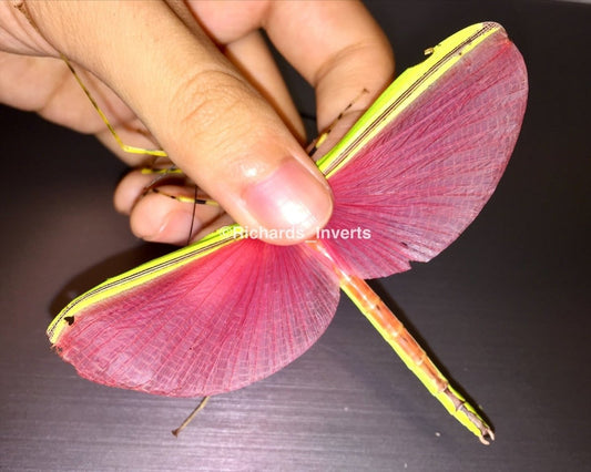 ⨂ Pink Winged Stick Insect, (Anarchodes annulipes) - Richard’s Inverts