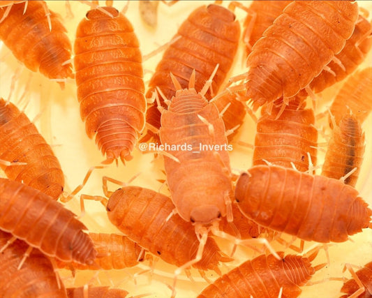 Powder Orange Isopod, (Porcellionides pruinosus) - Richard’s Inverts