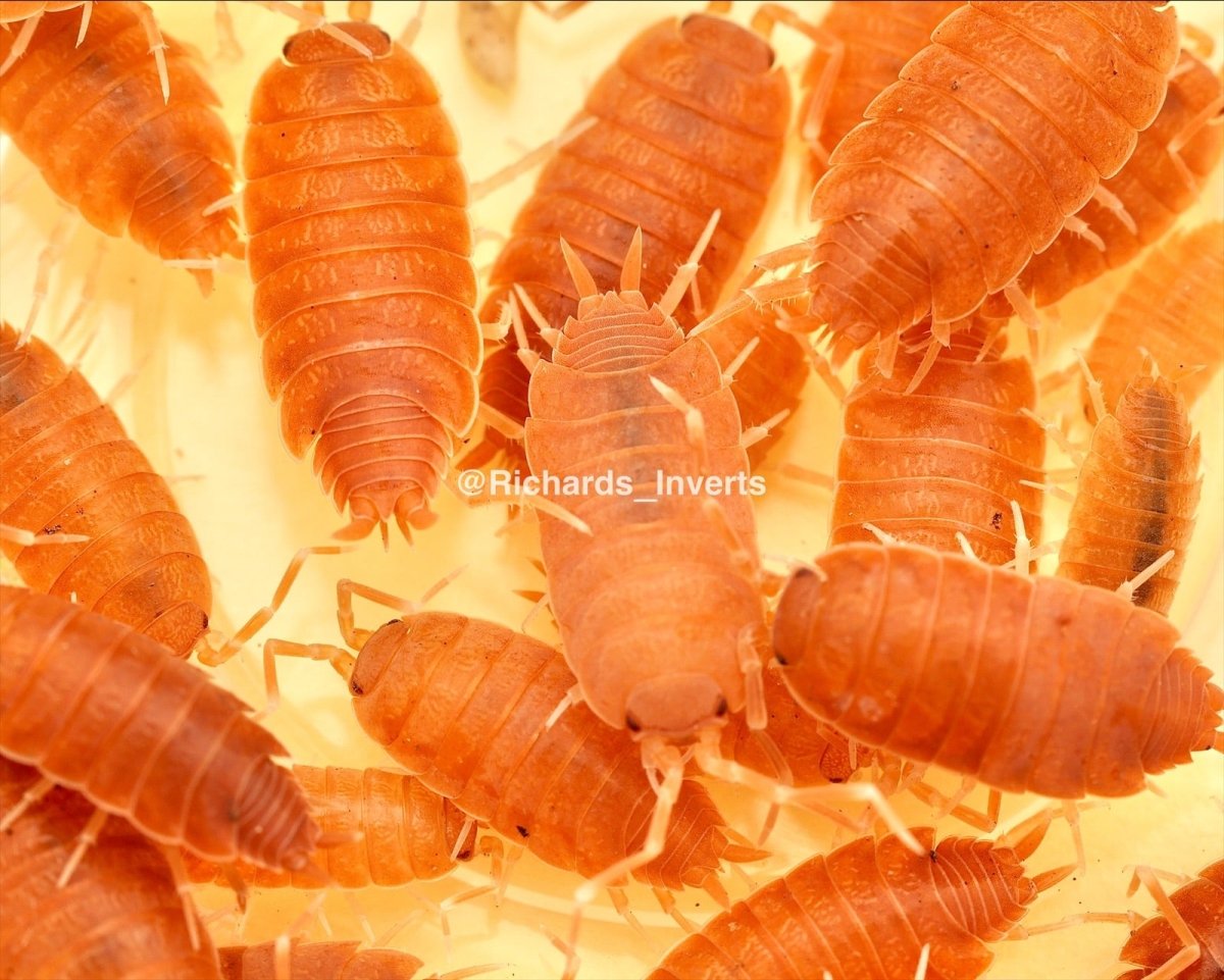 Powder Orange Isopods For Sale | Richard's Inverts
