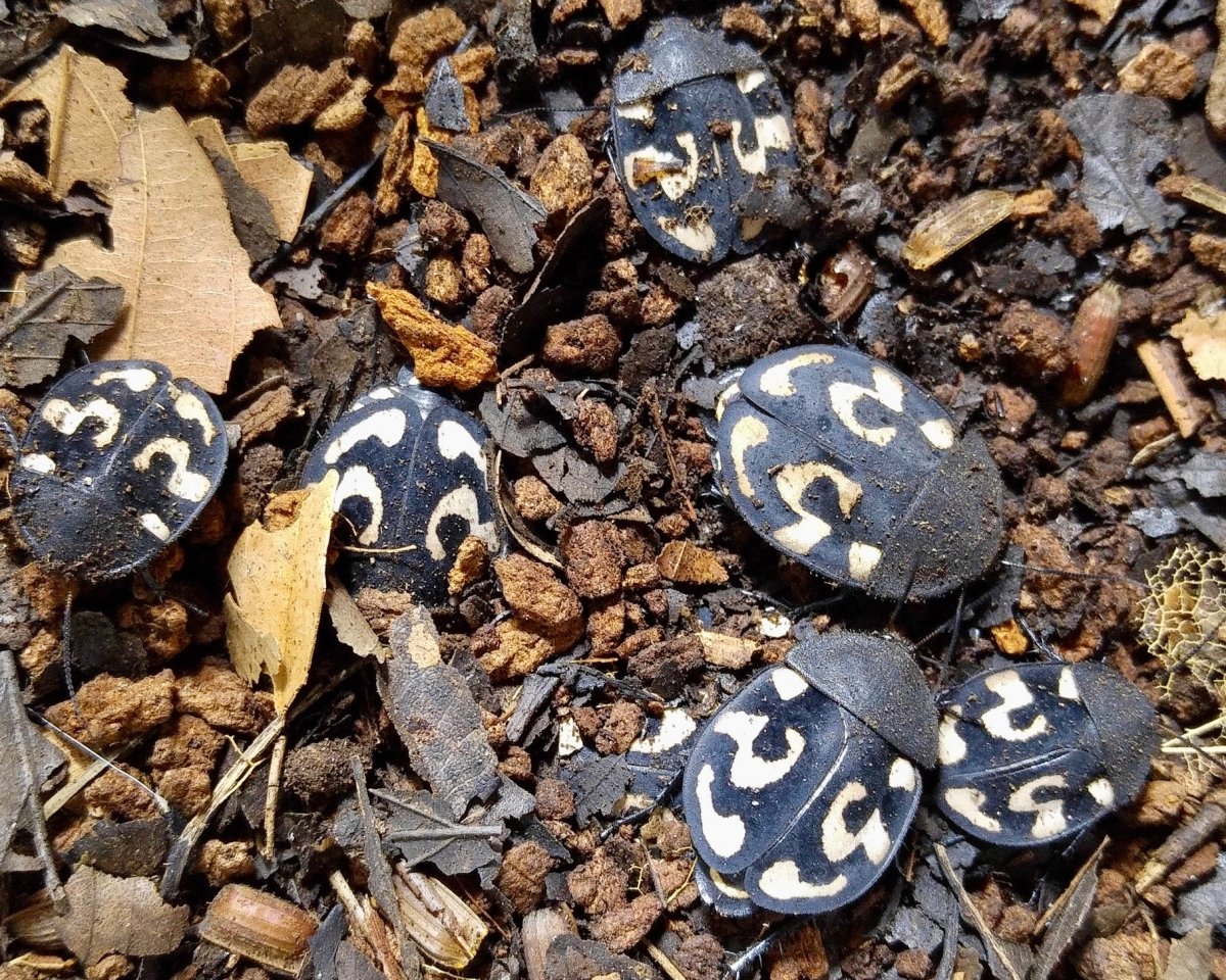 Question Mark Roach, (Therea olegrandjeani) - Richard’s Inverts