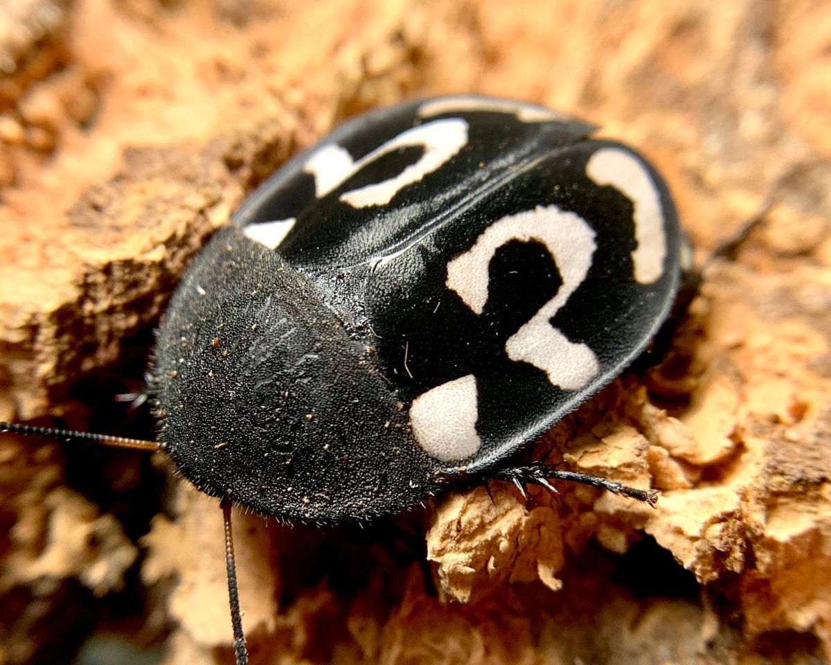 Question Mark Roach, (Therea olegrandjeani) - Richard’s Inverts